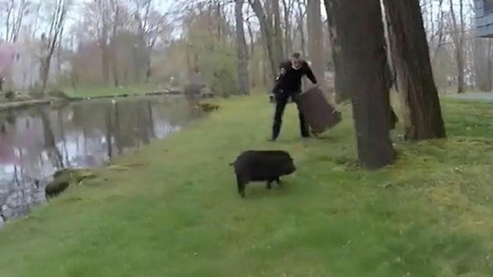 Polislerin yaban domuzu ile imtihanı kamerada