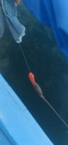 İstanbul’da olta atan balıkçının ağına takıldı! Gizemli pembe cisim tedirgin etti