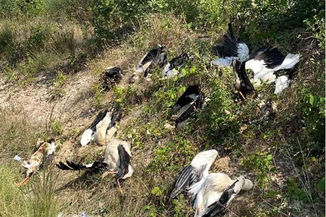 İstanbul’da korkunç manzara! Göç yolundaki yüzlerce leylek can verdi