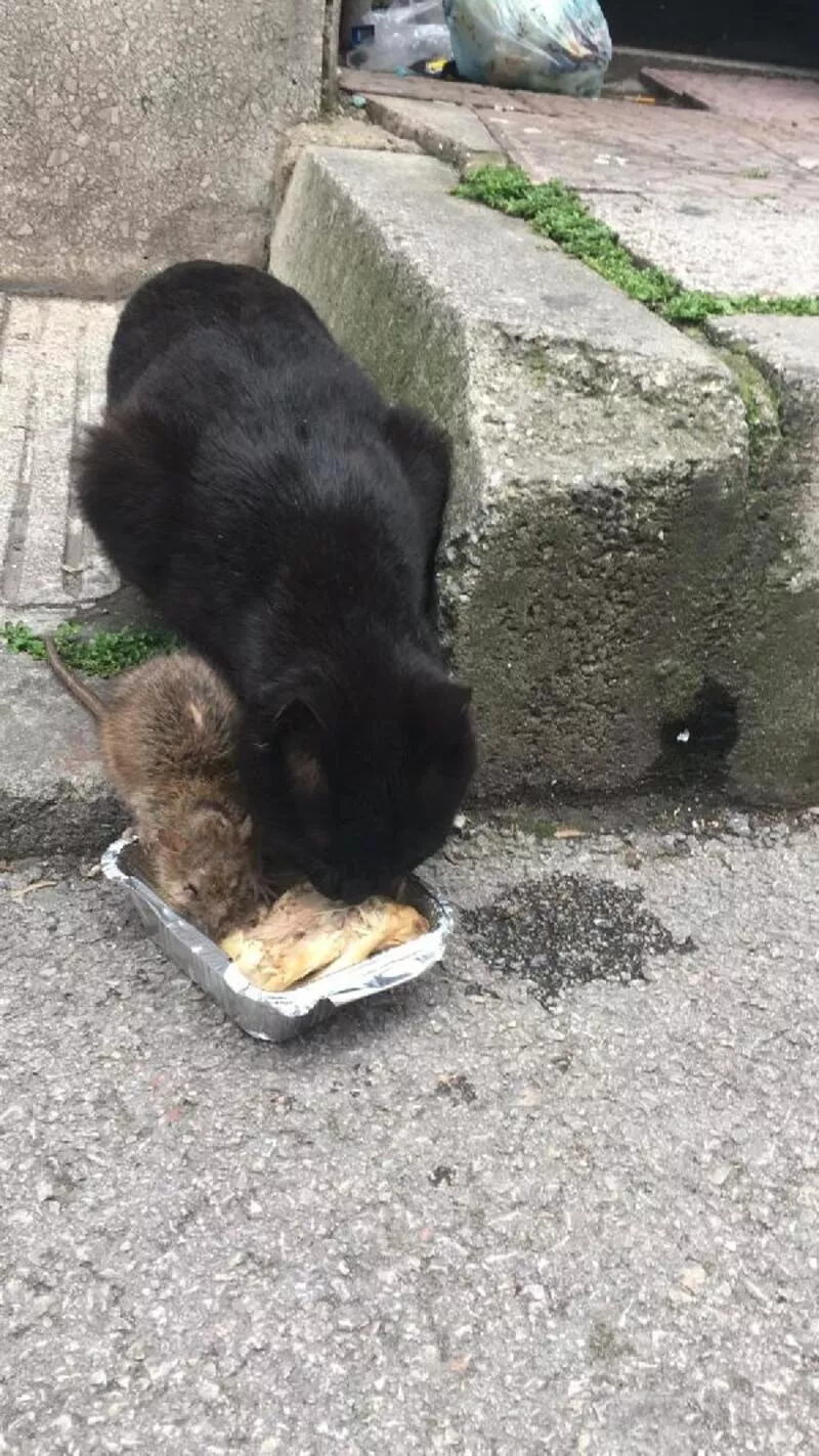 Fare ile kedinin dostluğu görenleri şaşırttı