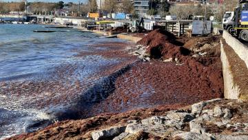 Caddebostan sahilini kaplayan kırmızı yosunlar belediye ekiplerince toplanıyor
