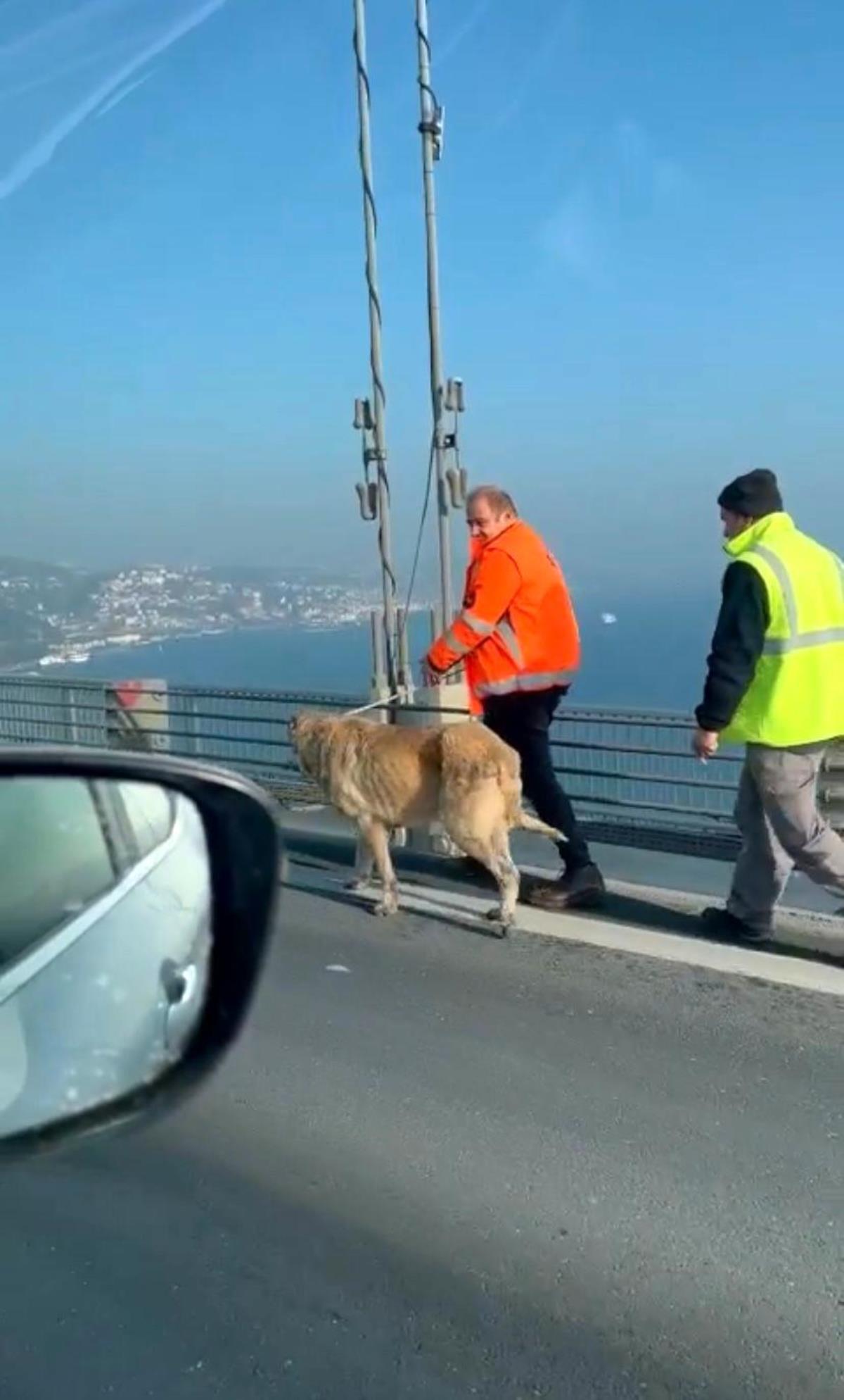 15 Temmuz Şehitler Köprüsünde sokak köpeğini görenler şaşkınlığını gizleyemedi