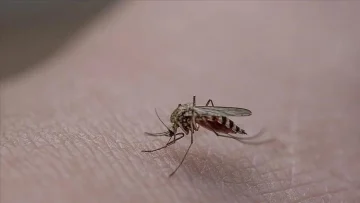 İstanbul’da sivrisinek yaraları nedeniyle hastanelere başvurular artıyor