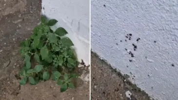 “Dikkat edin” diyerek paylaştı! İstanbul’dan endişe yaratan görüntü