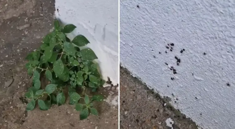 “Dikkat edin” diyerek paylaştı! İstanbul’dan endişe yaratan görüntü