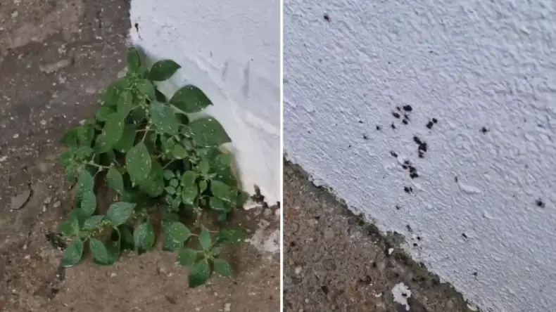 “Dikkat edin” diyerek paylaştı! İstanbul’dan endişe yaratan görüntü