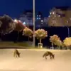 Başakşehir’de Tilki Sürüsü Görüntülendi