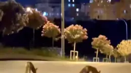Başakşehir’de Tilki Sürüsü Görüntülendi