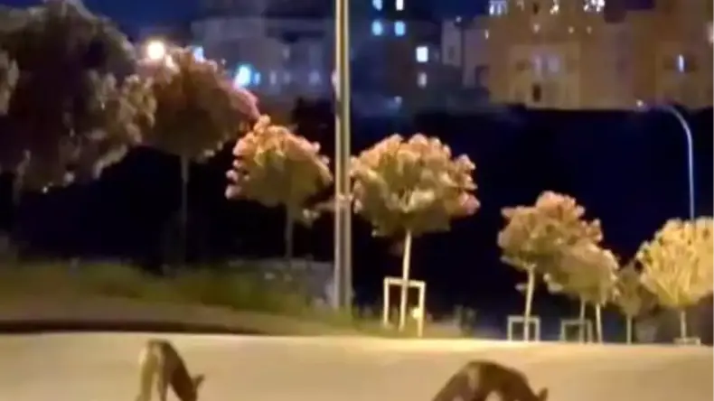 Başakşehir’de Tilki Sürüsü Görüntülendi