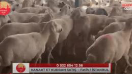 KANAAT ET KURBAN SATIŞ / FATİH – İSTANBUL